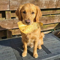 Buffalo Ears - Dog Treats - 50 Ears